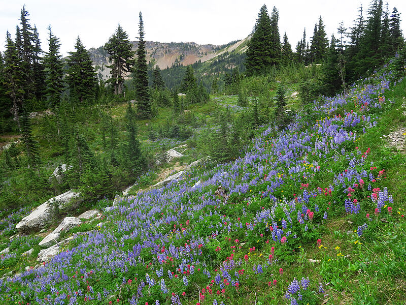 wildflowers (Lupinus latifolius, Castilleja parviflora var. oreopola, Arnica sp.) [Pacific Crest Trail, William O. Douglas Wilderness, Yakima County, Washington]