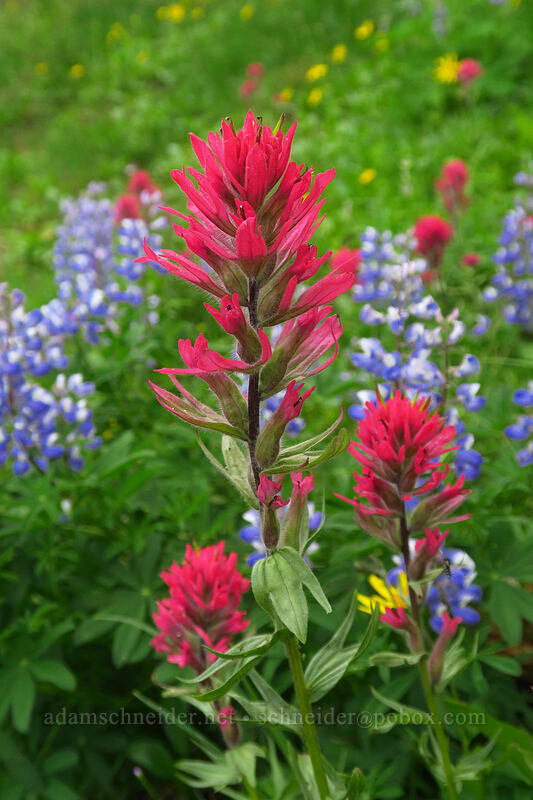 magenta paintbrush (Castilleja parviflora var. oreopola) [Pacific Crest Trail, William O. Douglas Wilderness, Yakima County, Washington]