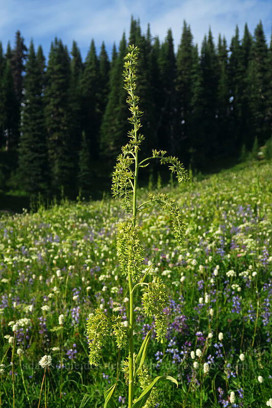 green corn lily (Veratrum viride var. eschscholzianum (Veratrum eschscholtzianum)) [Naches Peak Loop Trail, Mount Rainier National Park, Pierce County, Washington]