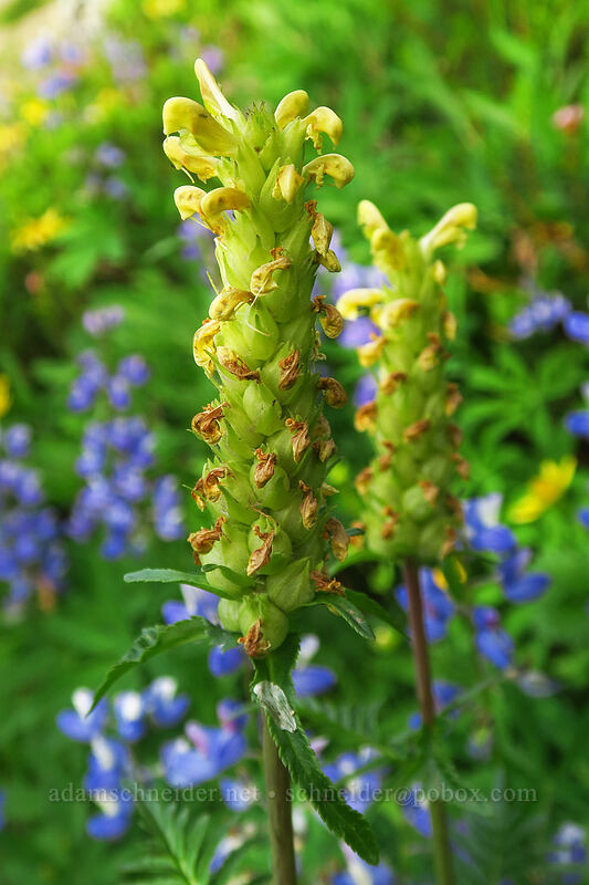 bracted lousewort (Pedicularis bracteosa) [Naches Peak, Mount Rainier National Park, Pierce County, Washington]