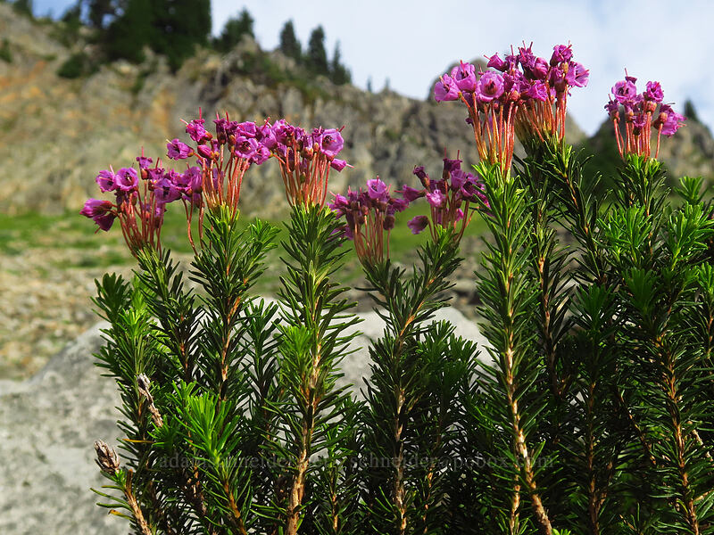 pink mountain heather (Phyllodoce empetriformis) [Naches Peak, Mount Rainier National Park, Pierce County, Washington]