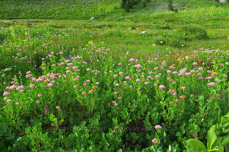 subalpine spirea (Spiraea splendens (Spiraea densiflora)) [Upper Tipsoo Lake, Mount Rainier National Park, Pierce County, Washington]