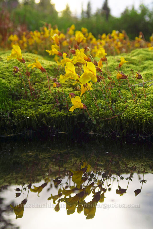 subalpine monkeyflower (Erythranthe caespitosa (Mimulus caespitosus)) [Upper Tipsoo Lake, Mount Rainier National Park, Pierce County, Washington]