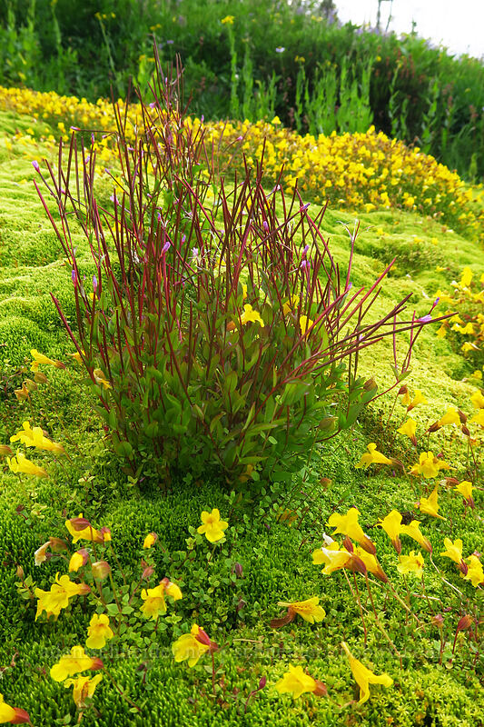 alpine willow-herb & subalpine monkeyflower (Epilobium anagallidifolium (Epilobium alpinum), Erythranthe caespitosa (Mimulus caespitosus)) [Upper Tipsoo Lake, Mount Rainier National Park, Pierce County, Washington]
