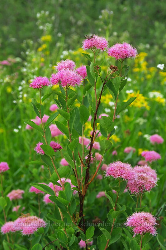 subalpine spirea (Spiraea splendens (Spiraea densiflora)) [Tipsoo Lake, Mount Rainier National Park, Pierce County, Washington]