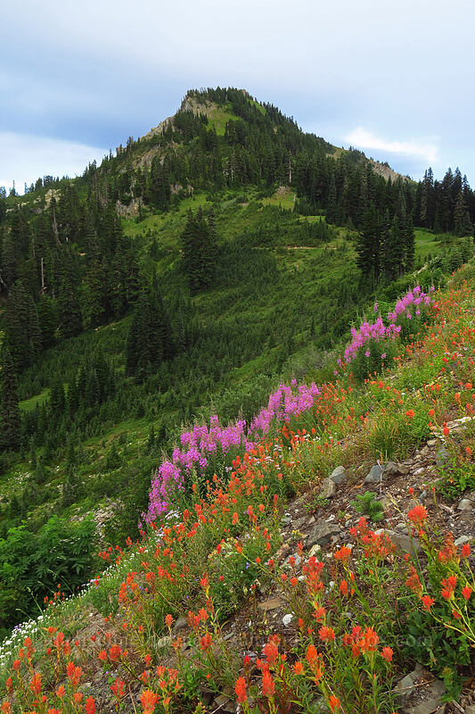 paintbrush, fireweed, & Naches Peak (Castilleja miniata, Chamerion angustifolium (Chamaenerion angustifolium) (Epilobium angustifolium)) [Chinook Pass, Okanogan-Wenatchee National Forest, Yakima County, Washington]
