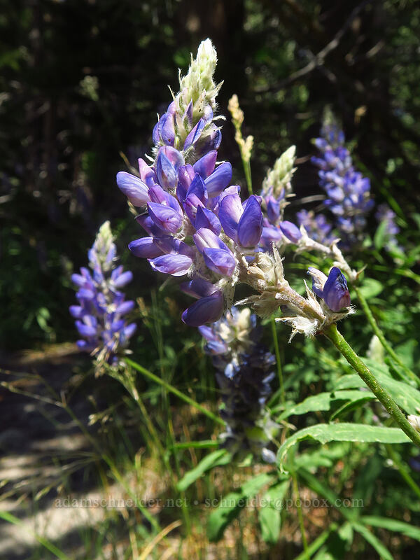 lupine (Lupinus sp.) [North Lake, Inyo National Forest, Inyo County, California]