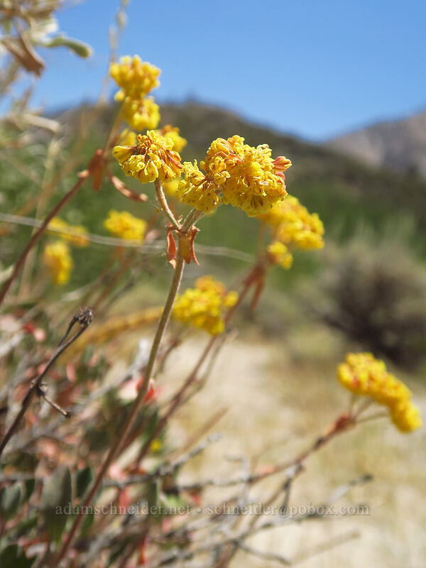 wild buckwheat (which?) (Eriogonum sp.) [North Lake Road, Inyo National Forest, Inyo County, California]