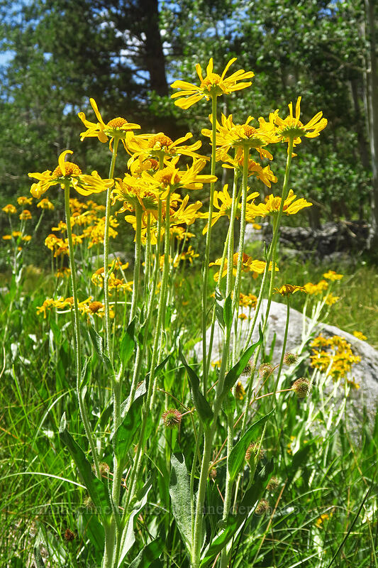 owl's claws (orange sneezeweed) (Hymenoxys hoopesii) [North Lake Road, Inyo National Forest, Inyo County, California]