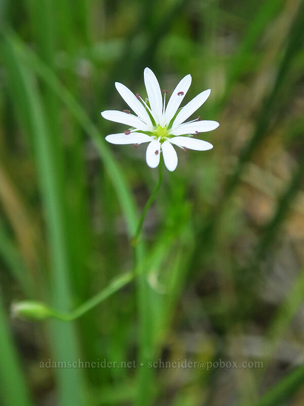 long-stalk starwort (Stellaria longipes) [North Lake Road, Inyo National Forest, Inyo County, California]