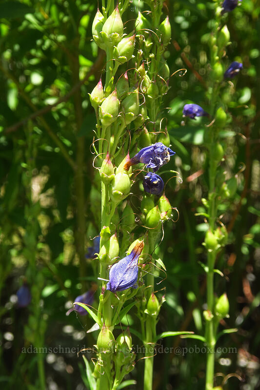 smooth penstemon, going to seed (Penstemon subglaber) [Lake Sabrina, Inyo National Forest, Inyo County, California]