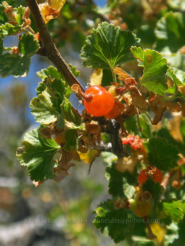 wax currant berry (Ribes cereum) [Lake Sabrina, Inyo National Forest, Inyo County, California]