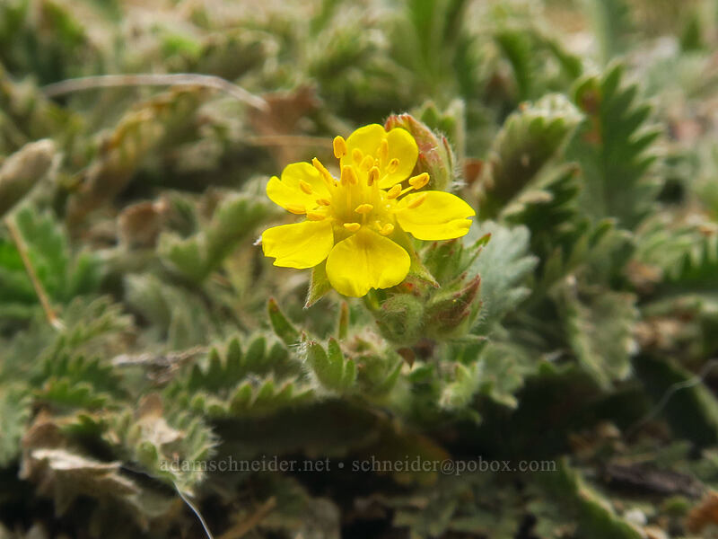 low-growing cinquefoil (Potentilla sp.) [Little Lakes Valley Trail, Inyo National Forest, Inyo County, California]