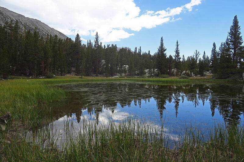reed-filled pond [Eastern Brook Lakes Trail, John Muir Wilderness, Inyo County, California]