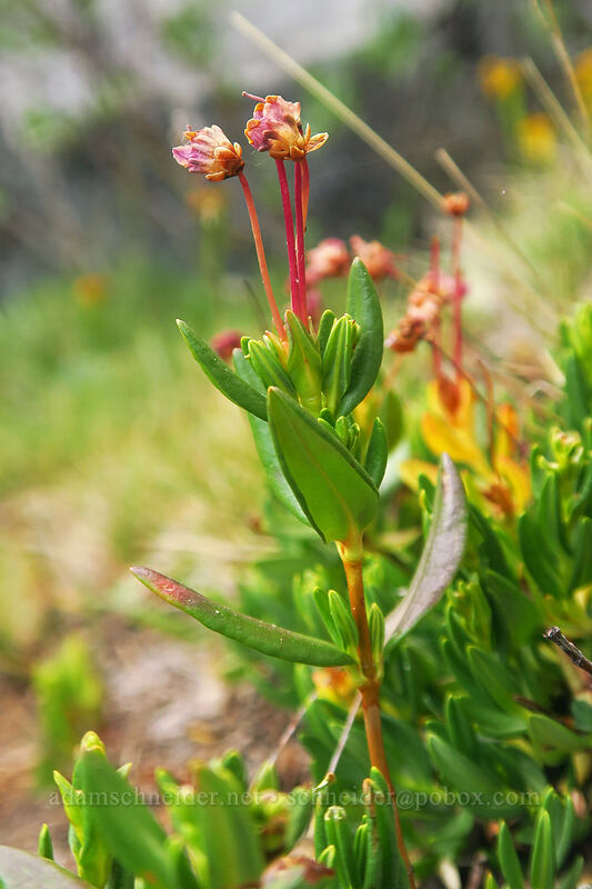alpine bog-laurel, going to seed (Kalmia microphylla (Kalmia polifolia ssp. microphylla)) [Eastern Brook Lakes Trail, John Muir Wilderness, Inyo County, California]