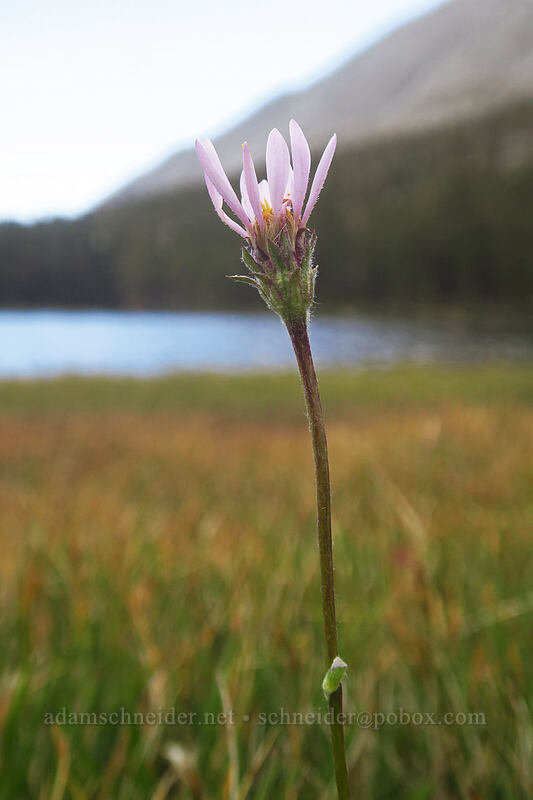 tundra aster (Oreostemma alpigenum var. andersonii (Aster alpigenus)) [Eastern Brook Lakes Trail, John Muir Wilderness, Inyo County, California]