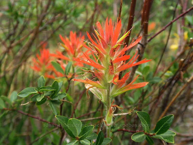 scarlet paintbrush & willows (Castilleja miniata, Salix sp.) [Eastern Brook Lakes Trail, John Muir Wilderness, Inyo County, California]