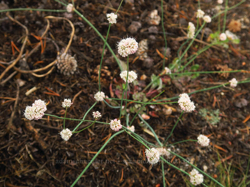 reduced buckwheat (Eriogonum nudum var. deductum) [Little Lakes Valley, John Muir Wilderness, Inyo County, California]