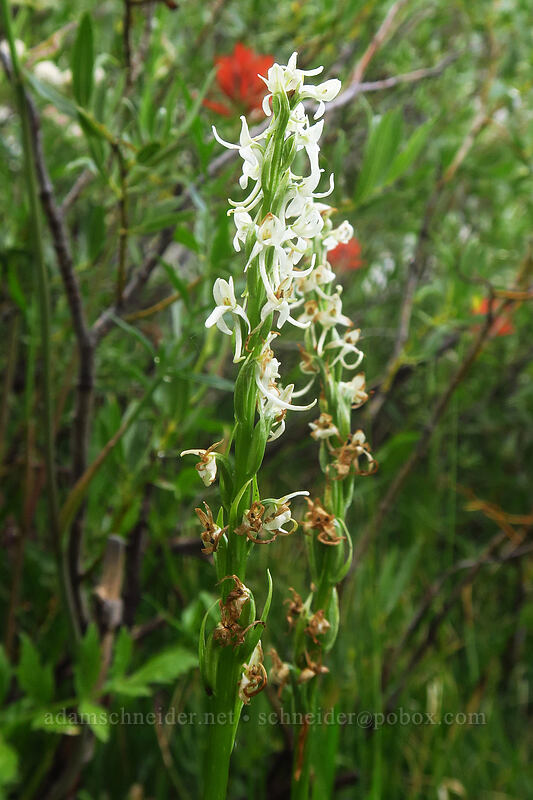 Sierra bog orchid (Platanthera dilatata var. leucostachys (Platanthera leucostachys)) [Little Lakes Trail, John Muir Wilderness, Inyo County, California]