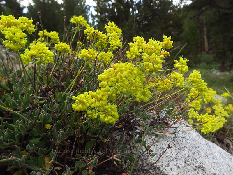 Sierra sulphur-flower buckwheat (Eriogonum umbellatum var. nevadense) [Little Lakes Trail, John Muir Wilderness, Inyo County, California]