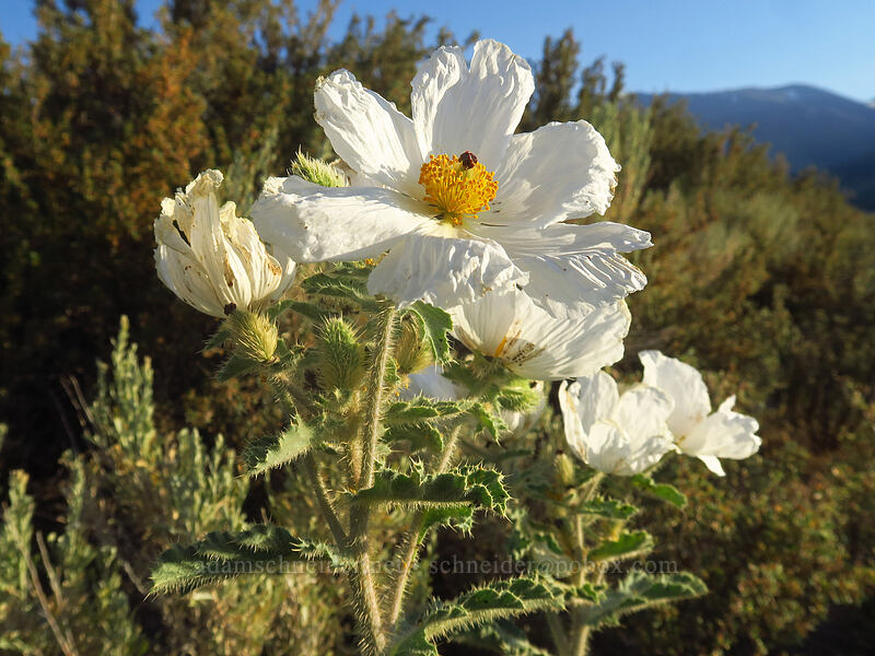 prickly poppy (chicalote) (Argemone munita) [June Lake Loop Road, Mono County, California]