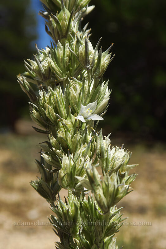 Kern frasera (Frasera tubulosa (Swertia tubulosa)) [Cottonwood Pass Trail, Inyo National Forest, Inyo County, California]