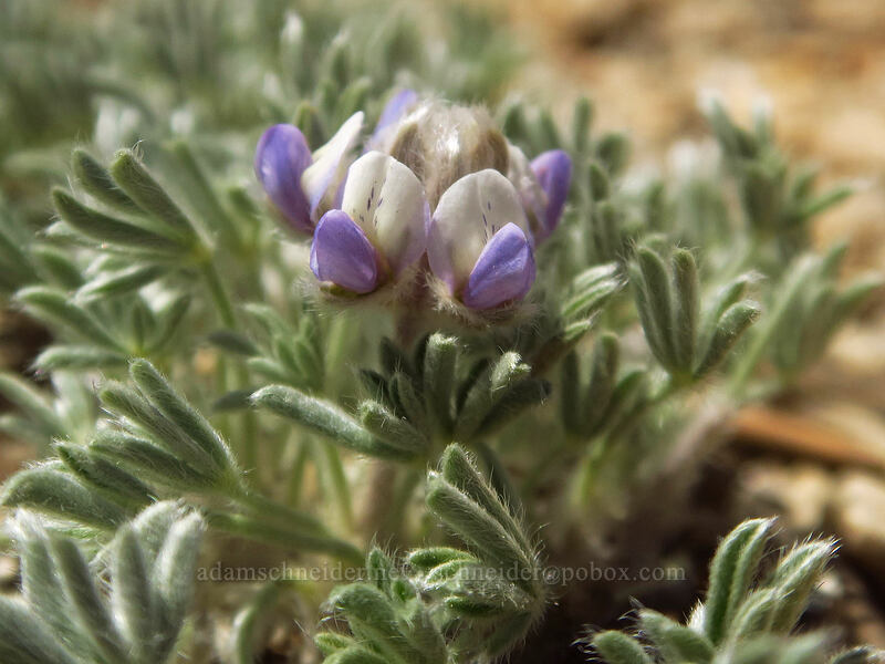 tiny lupine (Lupinus sp.) [Cottonwood Pass Trail, Golden Trout Wilderness, Inyo County, California]