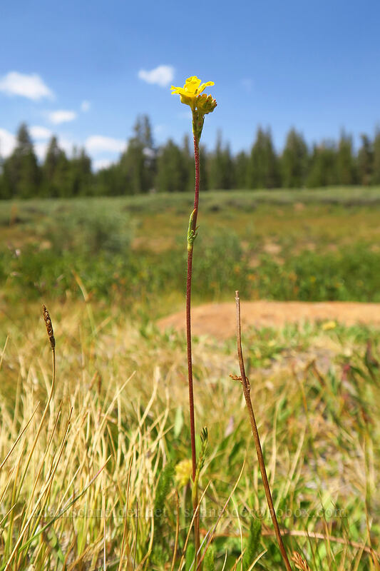 club-moss mouse-tail (Ivesia lycopodioides) [Horseshoe Meadow, Golden Trout Wilderness, Inyo County, California]