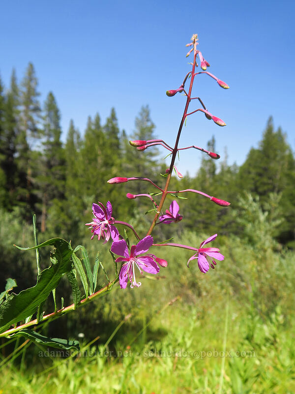 fireweed (Chamerion angustifolium (Chamaenerion angustifolium) (Epilobium angustifolium)) [Trail Pass Trail, Golden Trout Wilderness, Inyo County, California]