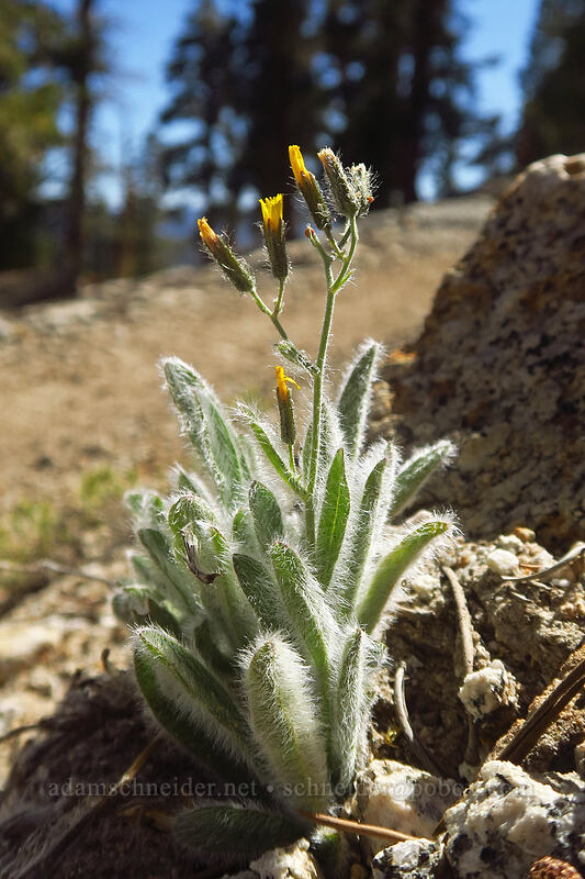 shaggy hawkweed (Hieracium horridum) [Pacific Crest Trail, Golden Trout Wilderness, Tulare County, California]