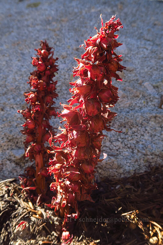 snow plant, going to seed (Sarcodes sanguinea) [Pacific Crest Trail, Golden Trout Wilderness, Tulare County, California]
