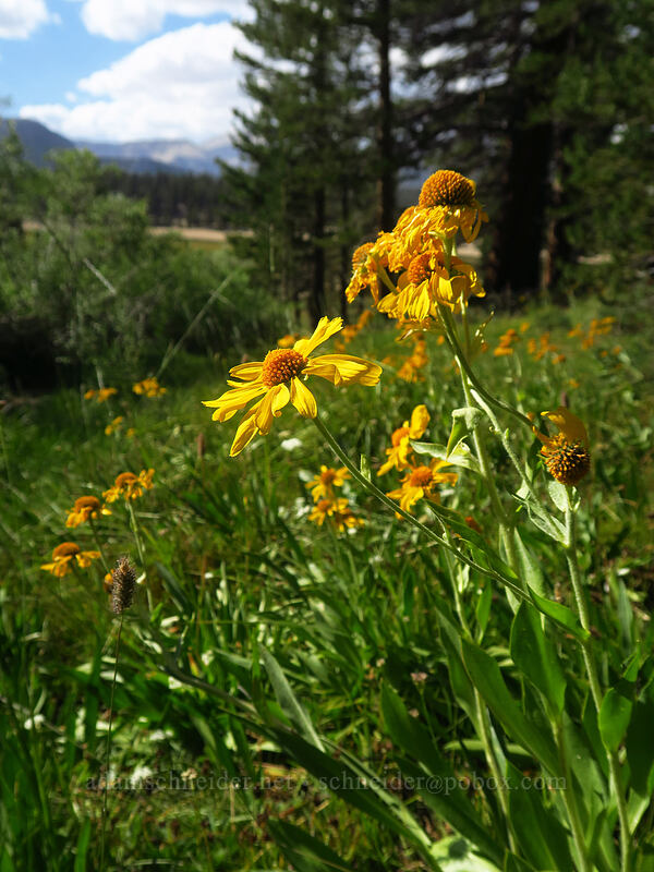 owl's claws (orange sneezeweed) (Hymenoxys hoopesii) [Mulkey Pass Trail, Golden Trout Wilderness, Inyo County, California]