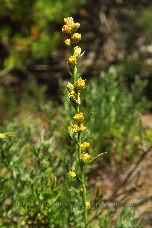 wild tarragon (Artemisia dracunculus) [Mulkey Pass Trail, Golden Trout Wilderness, Inyo County, California]