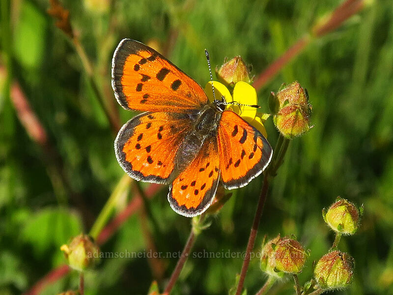 lustrous copper butterfly on cinquefoil (Lycaena cupreus lapidicola, Potentilla sp.) [Mulkey Pass Trail, Golden Trout Wilderness, Inyo County, California]