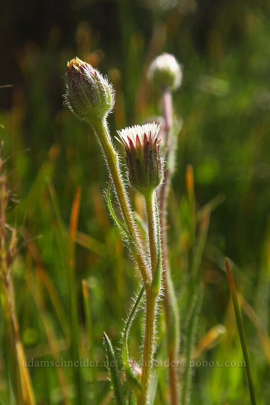short-ray fleabane (Erigeron lonchophyllus) [Round Valley, Golden Trout Wilderness, Inyo County, California]
