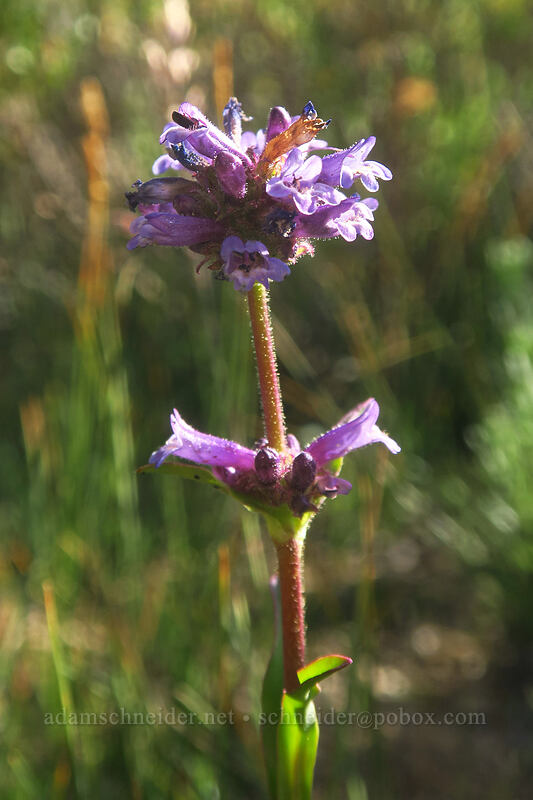 Sierra penstemon (Penstemon heterodoxus) [Round Valley, Golden Trout Wilderness, Inyo County, California]