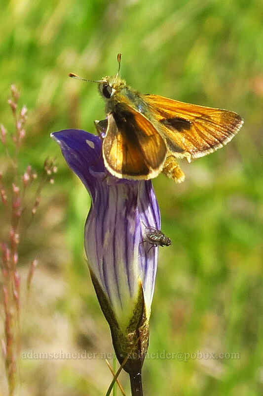 skipper butterfly on Sierra gentian (Polites sonora, Gentianopsis holopetala (Gentiana holopetala)) [Round Valley, Golden Trout Wilderness, Inyo County, California]