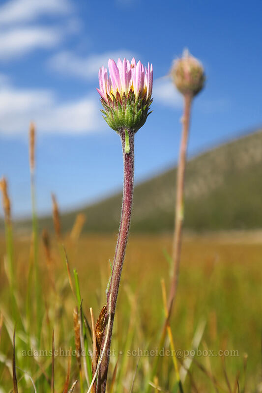 tundra asters (Oreostemma alpigenum var. andersonii (Aster alpigenus)) [Round Valley, Golden Trout Wilderness, Inyo County, California]
