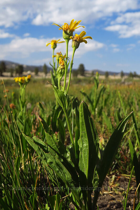 twin arnica (Arnica sororia) [Round Valley, Golden Trout Wilderness, Inyo County, California]