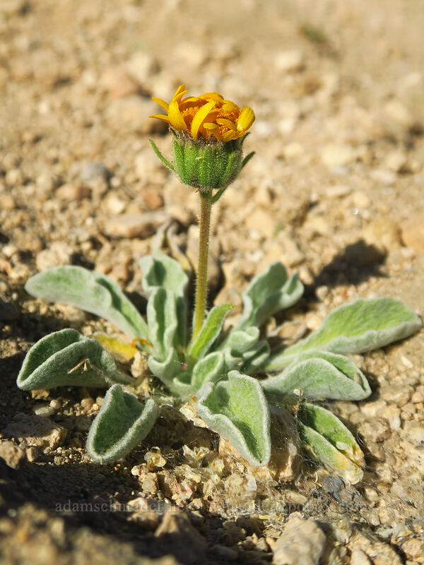 pumice alpine-gold (Hulsea vestita ssp. vestita) [Round Valley, Golden Trout Wilderness, Inyo County, California]