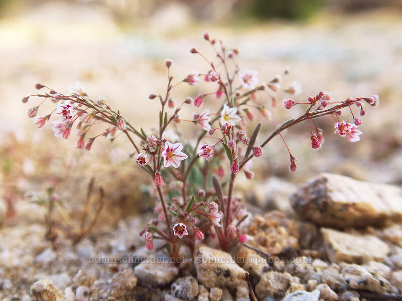 spurry buckwheat (Eriogonum spergulinum var. pratense) [Round Valley, Golden Trout Wilderness, Inyo County, California]