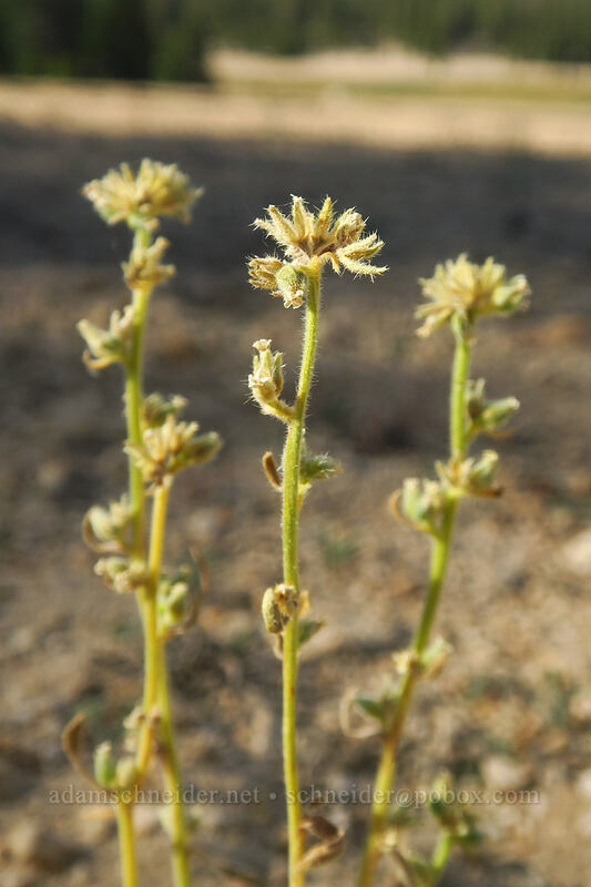 Sierra cryptantha, going to seed (Oreocarya nubigena (Cryptantha nubigena)) [Round Valley, Golden Trout Wilderness, Inyo County, California]