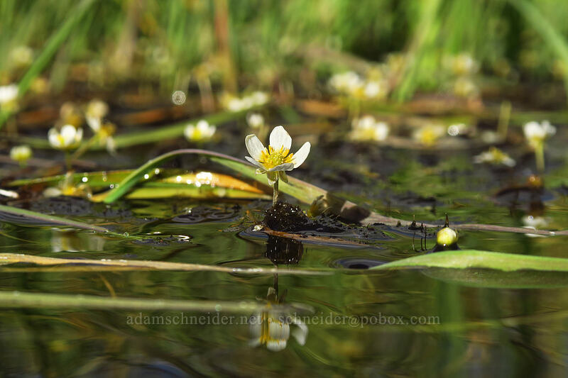 white water buttercup (Ranunculus aquatilis var. diffusus (Ranunculus trichophyllus)) [Horseshoe Meadow, Golden Trout Wilderness, Inyo County, California]