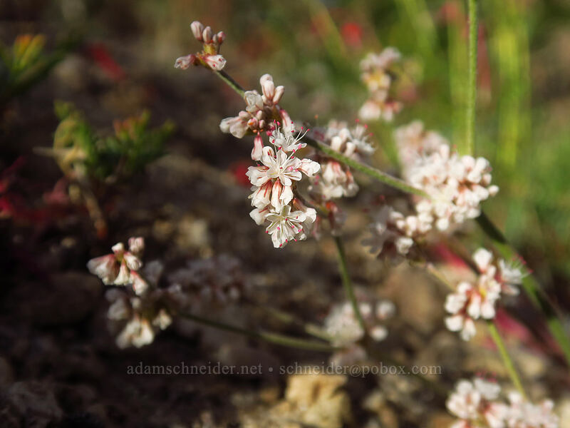 bastard-sage buckwheat (Eriogonum wrightii var. subscaposum) [Horseshoe Meadows Road, Inyo National Forest, Inyo County, California]