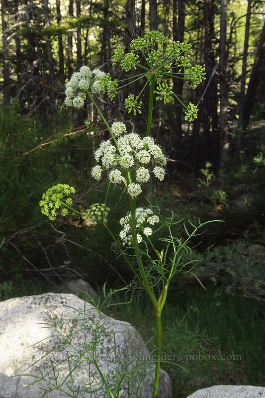 Sierra angelica (Angelica lineariloba) [Horseshoe Meadows Road, Inyo National Forest, Inyo County, California]