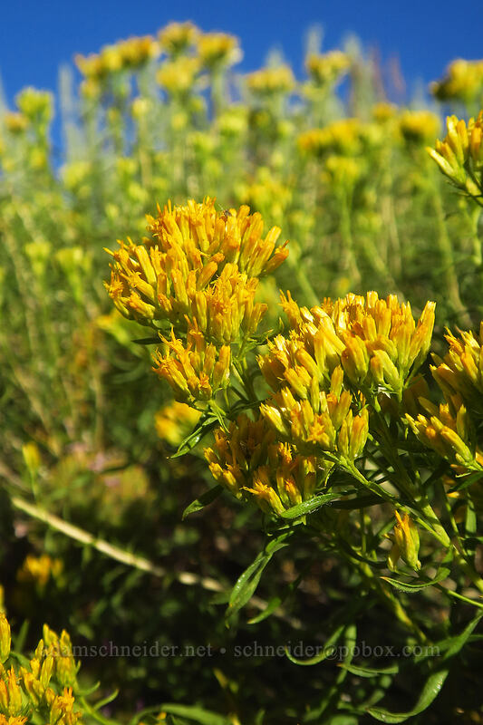yellow rabbitbrush (Chrysothamnus viscidiflorus) [Horseshoe Meadows Road, Inyo National Forest, Inyo County, California]