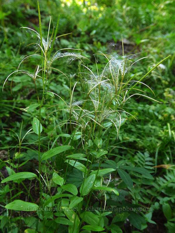 willow-herb seeds (Epilobium ciliatum) [Divide Camp Trail, Mt. Adams Wilderness, Skamania County, Washington]