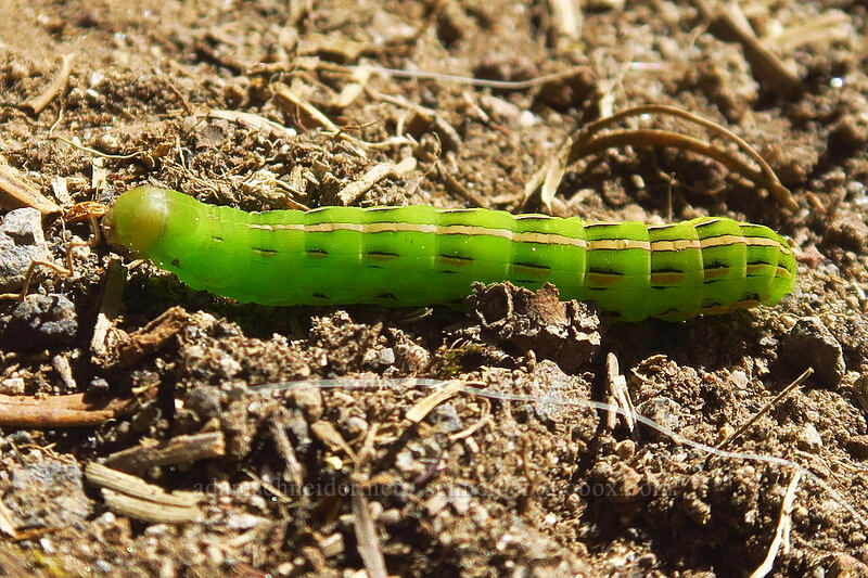 olive green cutworm moth caterpillar (Dargida procinctus) [Divide Camp Trail, Mt. Adams Wilderness, Skamania County, Washington]