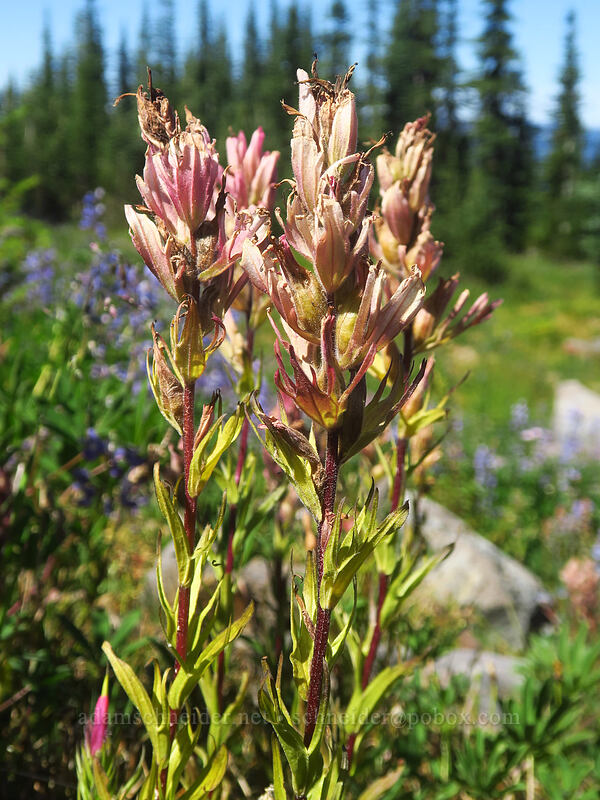 magenta paintbrush, going to seed (Castilleja parviflora var. oreopola) [Adams Glacier Meadows, Mt. Adams Wilderness, Skamania County, Washington]