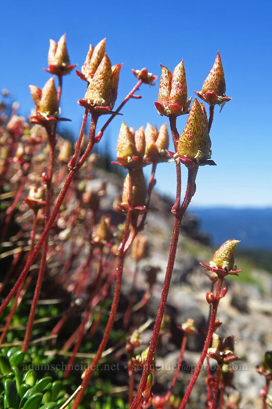 Tolmie's saxifrage, going to seed (Micranthes tolmiei (Saxifraga tolmiei)) [Adams Glacier Meadows, Mt. Adams Wilderness, Skamania County, Washington]